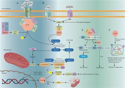 Death-associated protein 3 in cancer—discrepant roles of DAP3 in tumours and molecular mechanisms